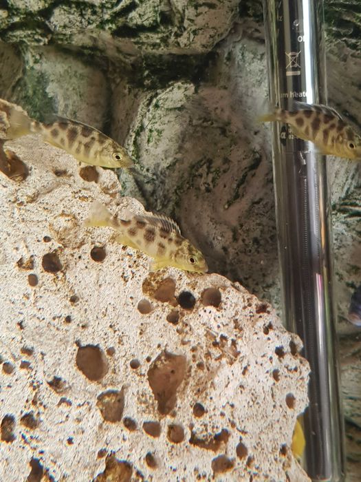 Pyszczak plamisty, pyszczaki Livingstona, Nimbochromis livingstonii