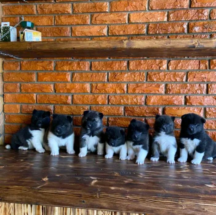 . Американська акіта