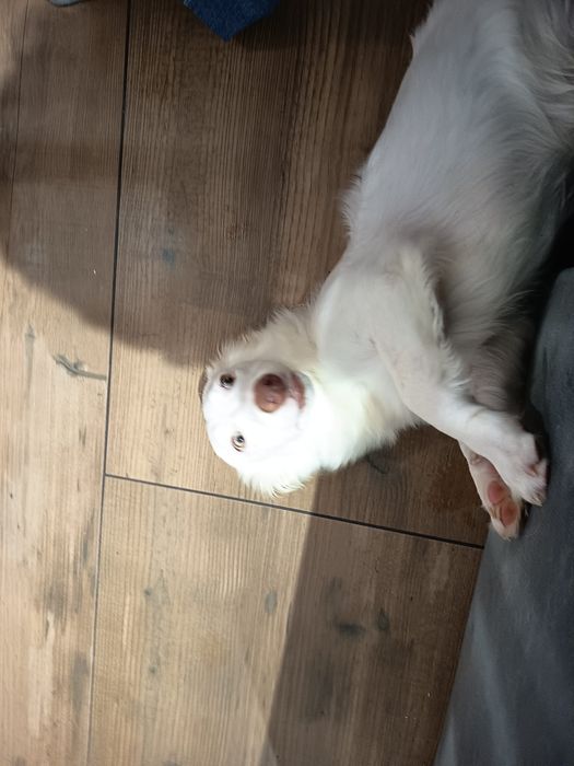 Cão rafeiro 6 meses
