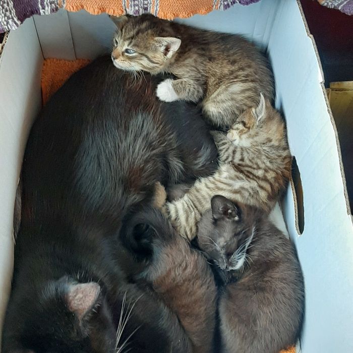 Oddam kotki w dobre rece za 4 tygodnie.