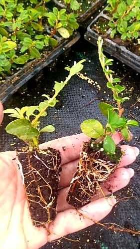 Irga Dammera Major - roslina kopana z gruntu