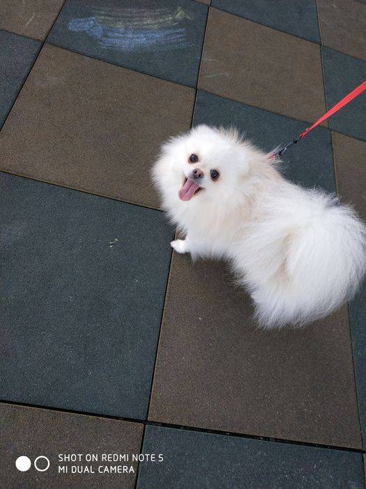 Дівчинка КСУ доросла