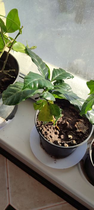 Рослина. Кава. Арабіка.