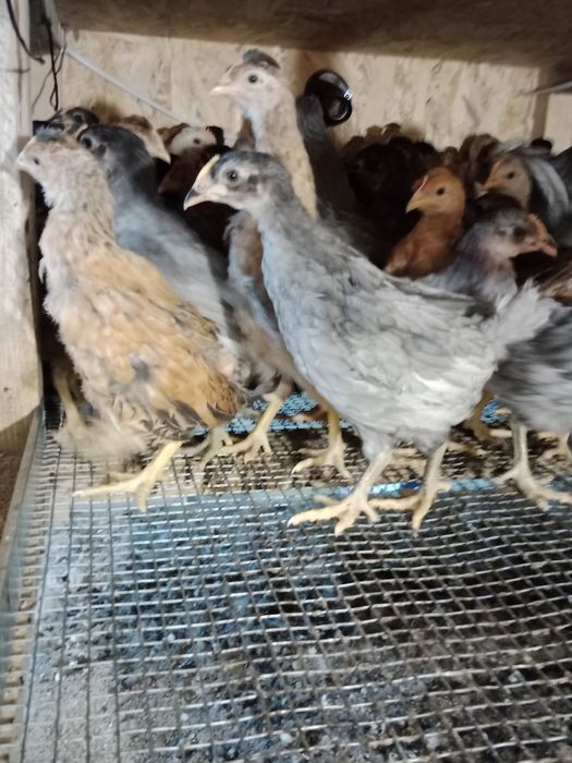 Молода несучка Чеський Домінант кури