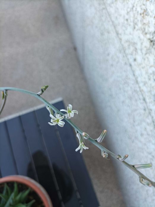 Haworthiopsis attenuata var. radula