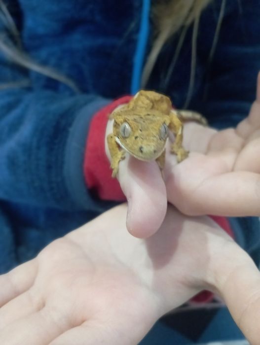 Gekony orzęsione podrostki