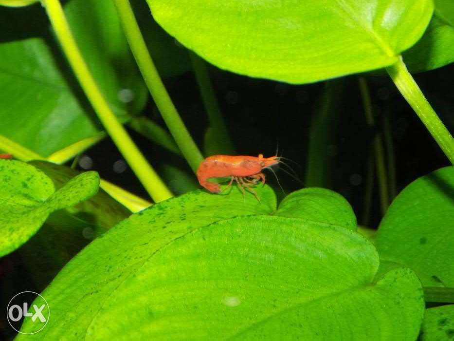 Креветка вишня (Neocaridina davidi var. red)