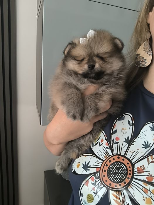 Spitz Anão.Lulu da Pomerânia Menina Laranja. Pop e Afixo. Perfeita