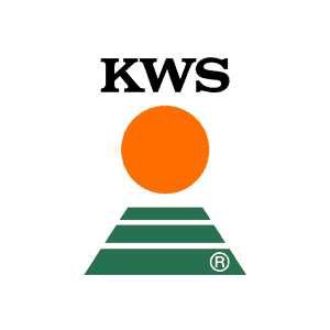 Pszenica ozima oścista KWS Fenomen / Is Bellevue C1
