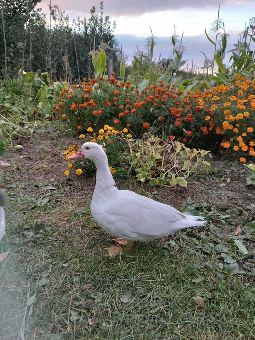 Індокачки . Молодь на племя 2025  .Німецької  та французської селекції