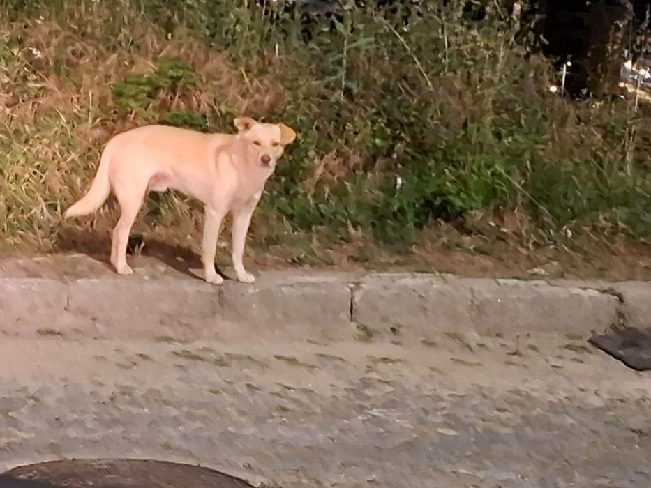 Cães para adocão/familia de acolhimento