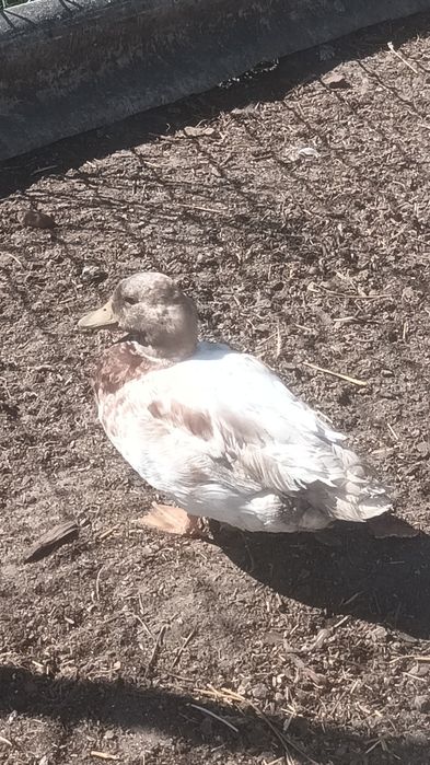 Kaczor Call Duck