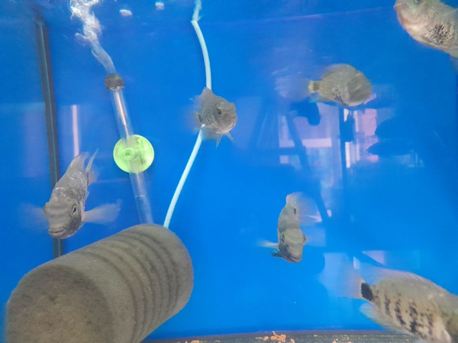 Pielegnica  oscura hetrospila  5-6 cm