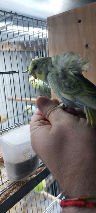 Periquitos Hagoromos