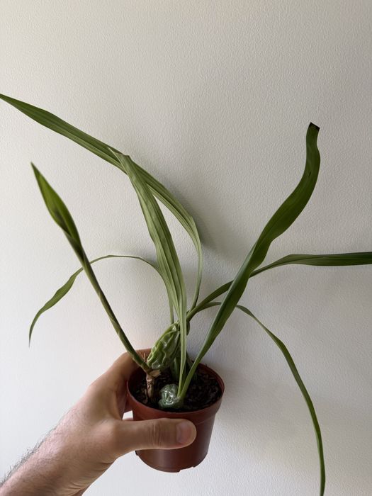 Coelogyne Cristata