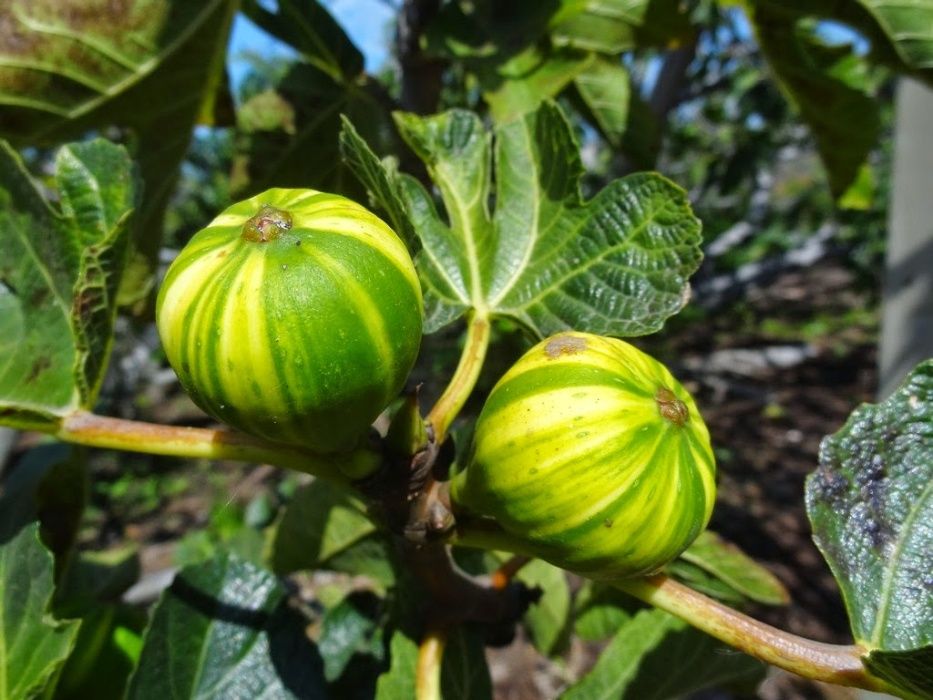 Planta FIGUEIRA TIGRADA - SUPER DOCE - Apenas envios