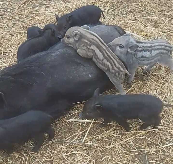 Поросята мангали,корейські