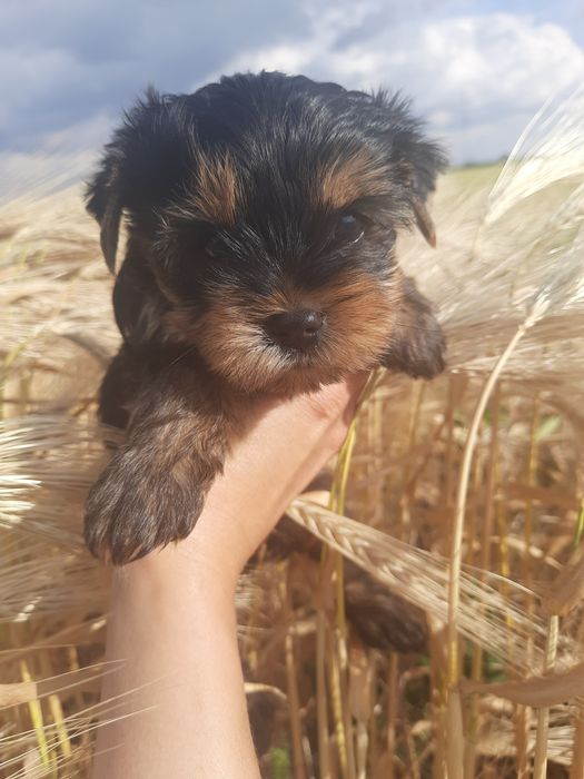 Девульки красотульки