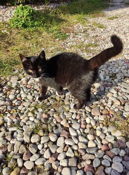 3 miesięczna kotka szuka domu