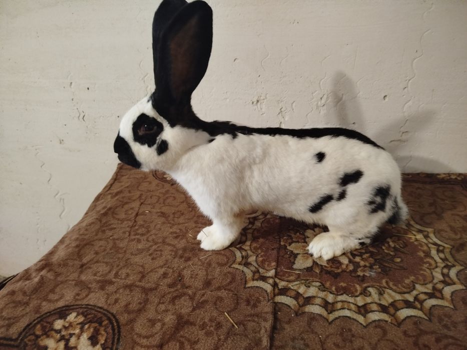 Кролі строкачі. ..