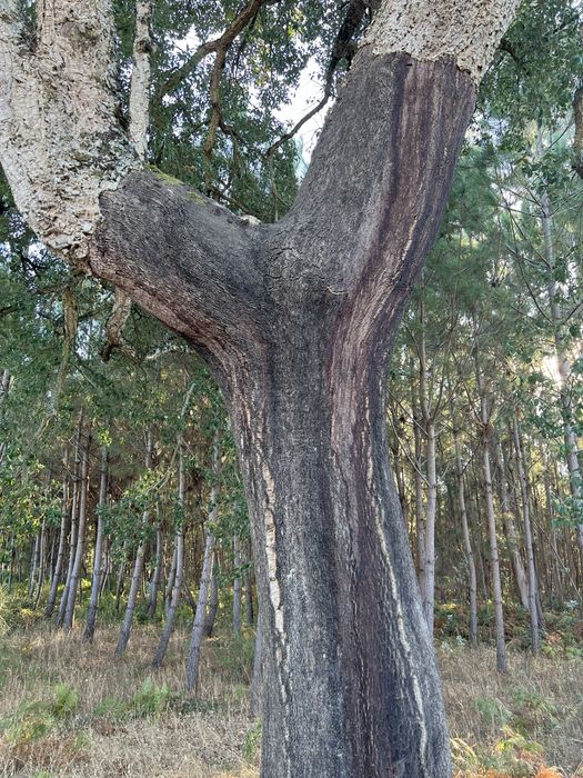 Sobreiro para cortica