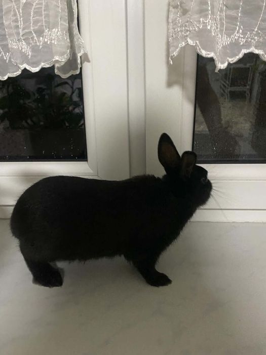 Króliczek miniaturka