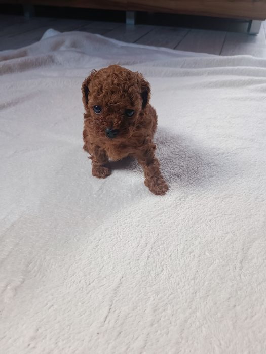 Pudel chiński toy, suczka