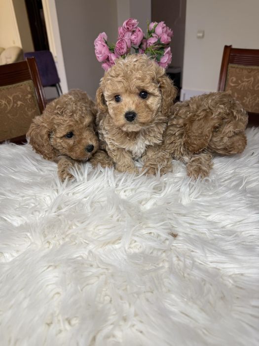 Кому красивих мальтіпу