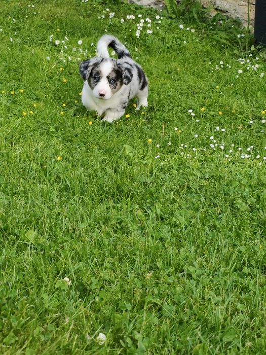 Maluszek Welsh Corgi Cardigan MAX