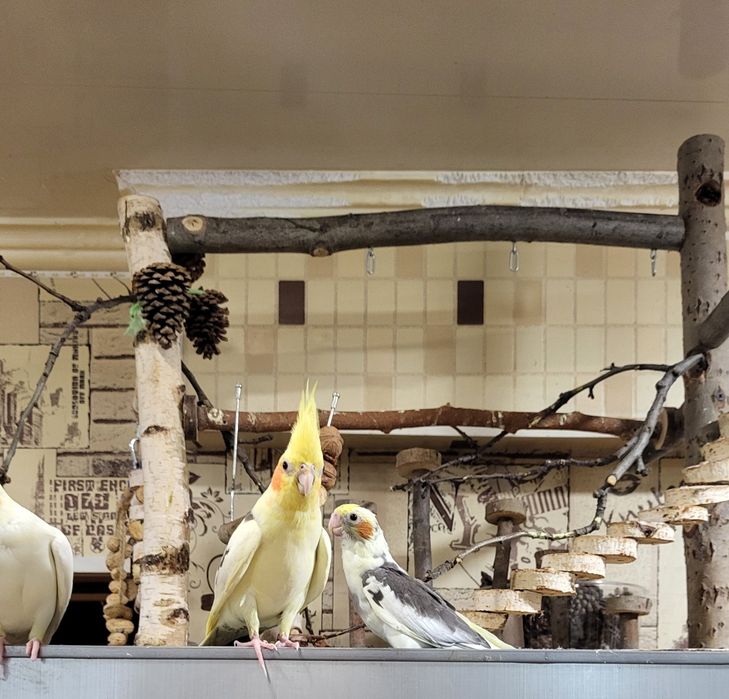 Продам,самовывоз