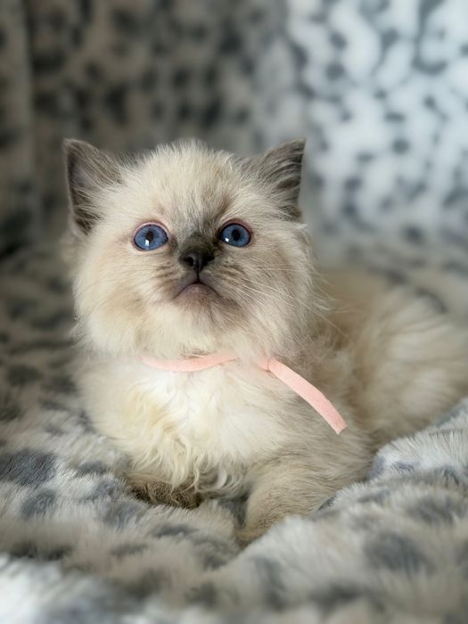 Sliczna kotka ragdoll
