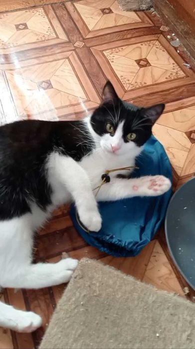 Котик безкоштовно