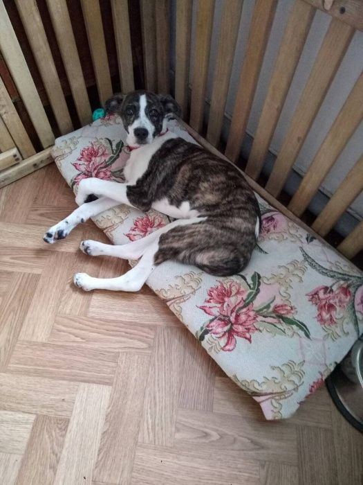 Передержка собак (животных), частный дом район пр. Гагарина.