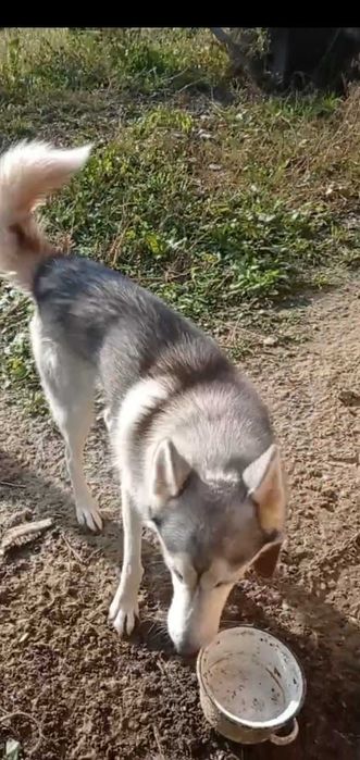 Хаски-Ральф разноглазый