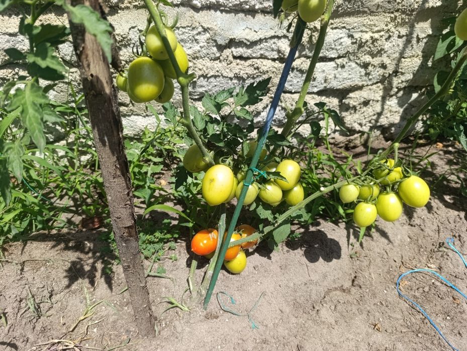 Presuntos agrícolas