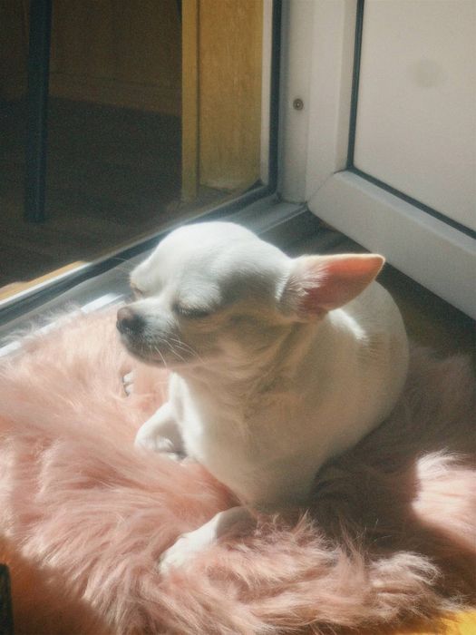 Вʼязка чіхуахуа хлопчик