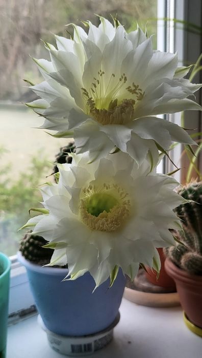 Дітки та підрощений квітучий кактус (великі білі квіти)