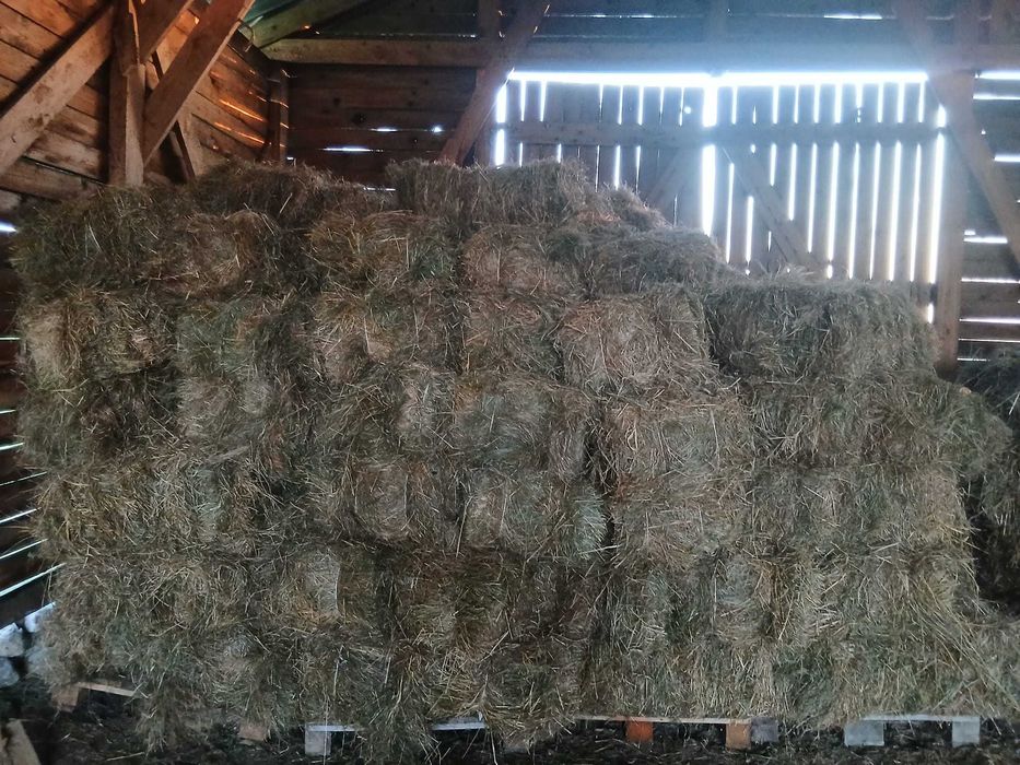 Sprzedam Kostki Siana