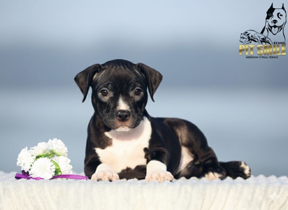 Ніжна красуня Американського Пітбультер'єра.Пітбулі