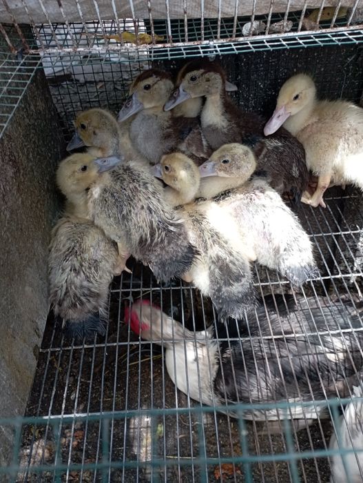 Patos mudos com 1 mês