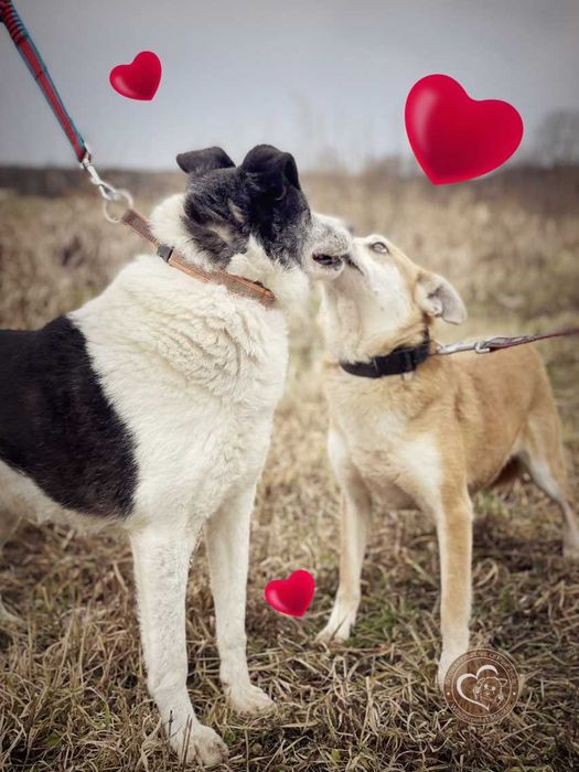 Grafi i Bunia Słodka Psia Parka Szuka Domu