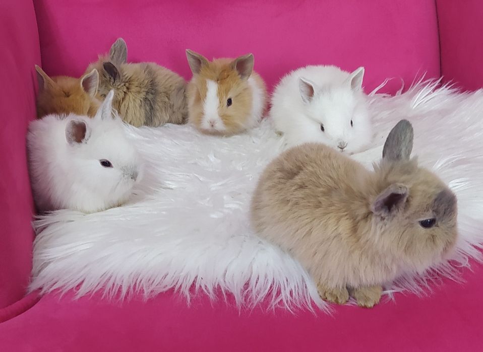 Króliczki miniaturki karzełki