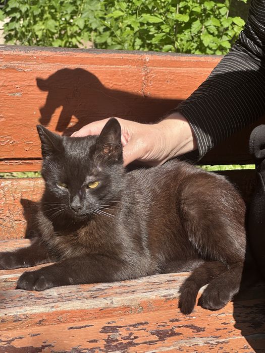 Котик. Кіт. Хлопчик шукає сімю хлопчик