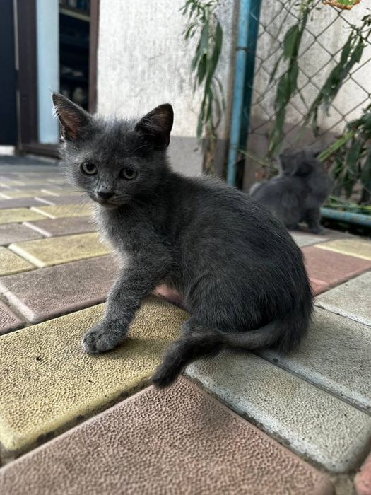 Продаж любячих кошенят
