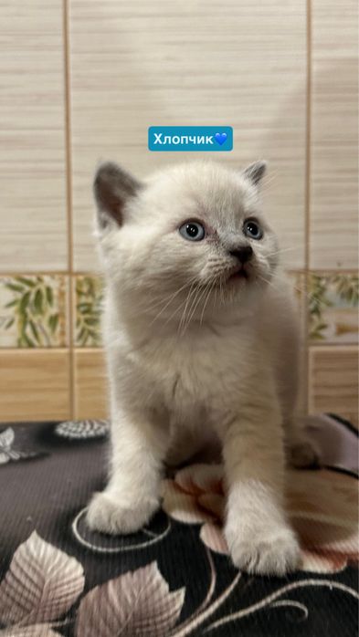 продаються кошенята!