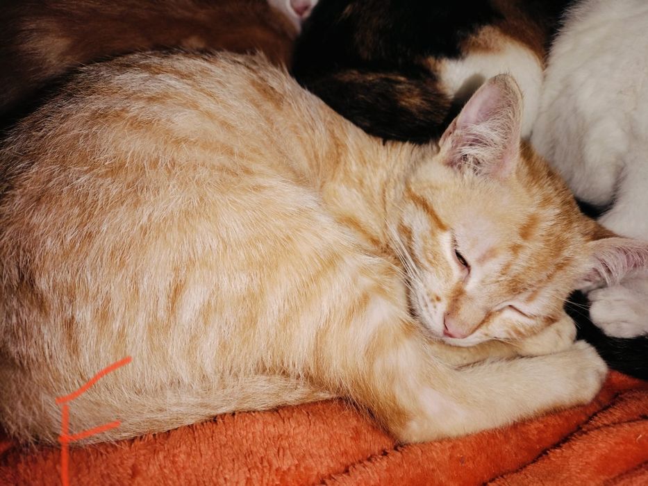 Gatinhos bebés para adoção responsável