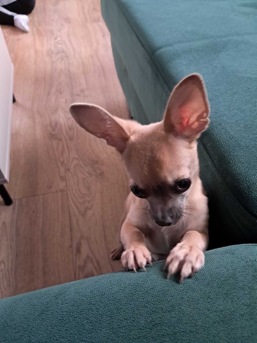 Sprzedam ładnego pieska