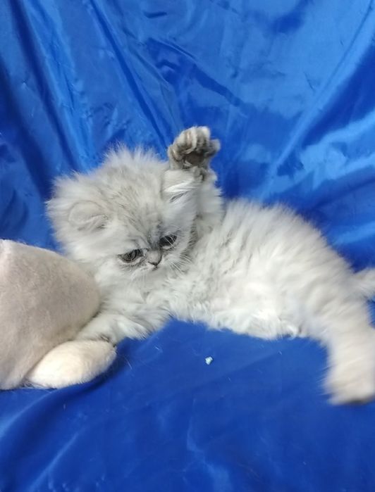 Серебристый пепельный серый шиншилла котёнок мальчик