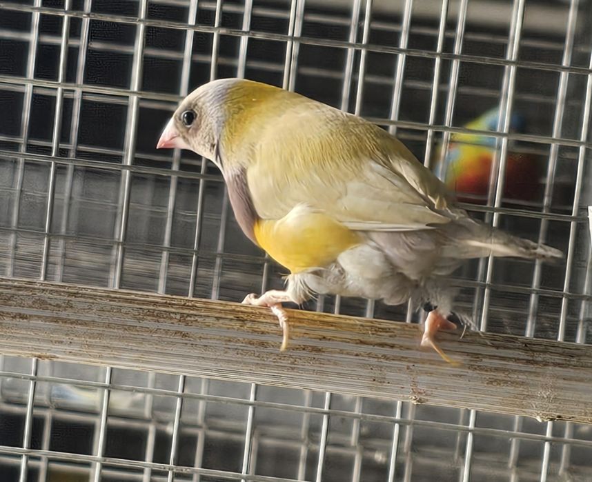 Diamante gould macho
