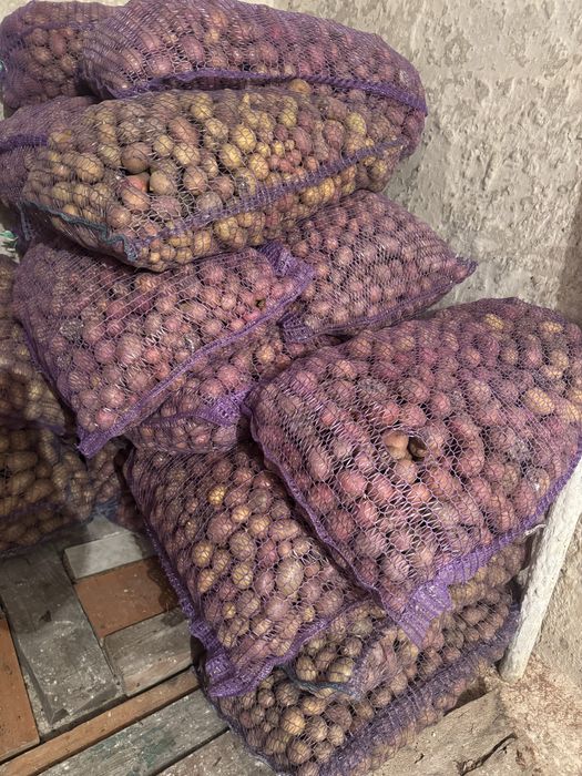 Продам дрібну картошку